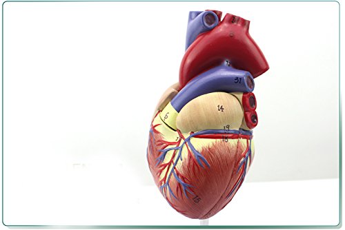 Genuine 1: 1 human heart model B-color ultrasound medical cardiology cardiac anatomy teaching model