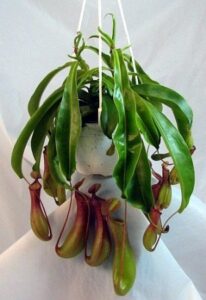 asian pitcher plant - nepenthes - carnivorous - exotic - 6" hanging basket