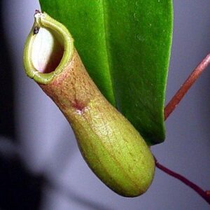 Asian Pitcher Plant - Nepenthes - Carnivorous - Exotic - 6" Hanging Basket