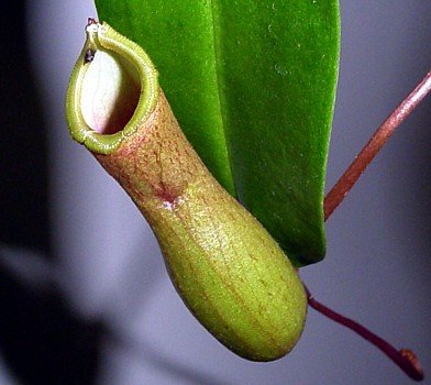 Asian Pitcher Plant - Nepenthes - Carnivorous - Exotic - 6" Hanging Basket