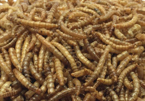 Pecking Order Dried Mealworms, 30 oz