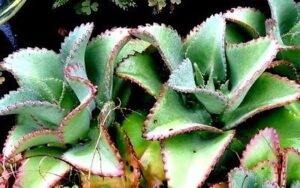 3 mother of thousands kalanchoe daigremontiana~mexican hat plant succulent