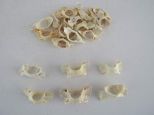 5 raccoon vertebra atlas butterfly bone taxidermy crafts teeth animal bones coyote