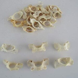 5 Raccoon VERTEBRA ATLAS BUTTERFLY BONE TAXIDERMY CRAFTS TEETH ANIMAL BONES COYOTE