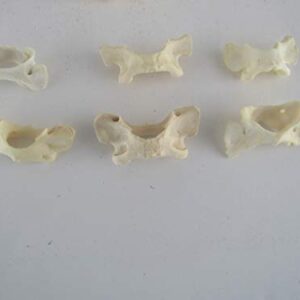 5 Raccoon VERTEBRA ATLAS BUTTERFLY BONE TAXIDERMY CRAFTS TEETH ANIMAL BONES COYOTE