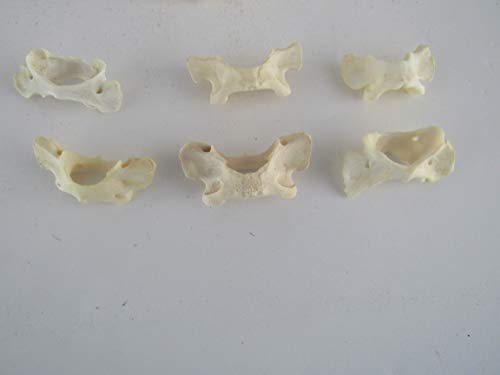 5 Raccoon VERTEBRA ATLAS BUTTERFLY BONE TAXIDERMY CRAFTS TEETH ANIMAL BONES COYOTE