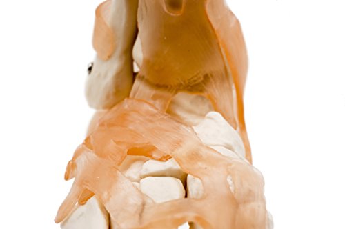 Foot Joint Model with Ligaments,Kouber Human Anatomical Model,Life Size,Height 11"