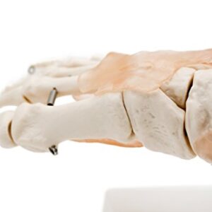 Foot Joint Model with Ligaments,Kouber Human Anatomical Model,Life Size,Height 11"