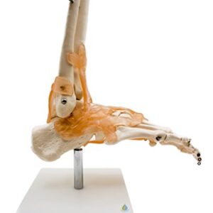 Foot Joint Model with Ligaments,Kouber Human Anatomical Model,Life Size,Height 11"