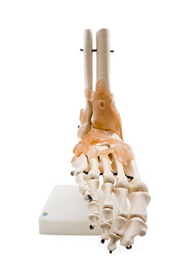 Foot Joint Model with Ligaments,Kouber Human Anatomical Model,Life Size,Height 11"