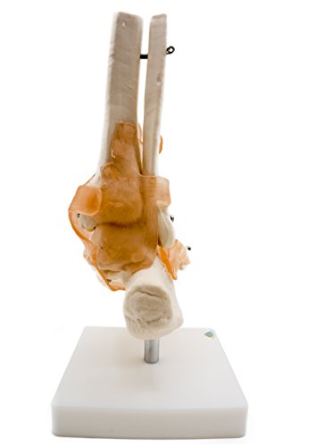 Foot Joint Model with Ligaments,Kouber Human Anatomical Model,Life Size,Height 11"