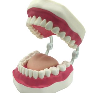 Dental Teeth Care Model with Toothbrush,32 Teeth,Kouber Human Anatomical Model,4"x 5" x 7"