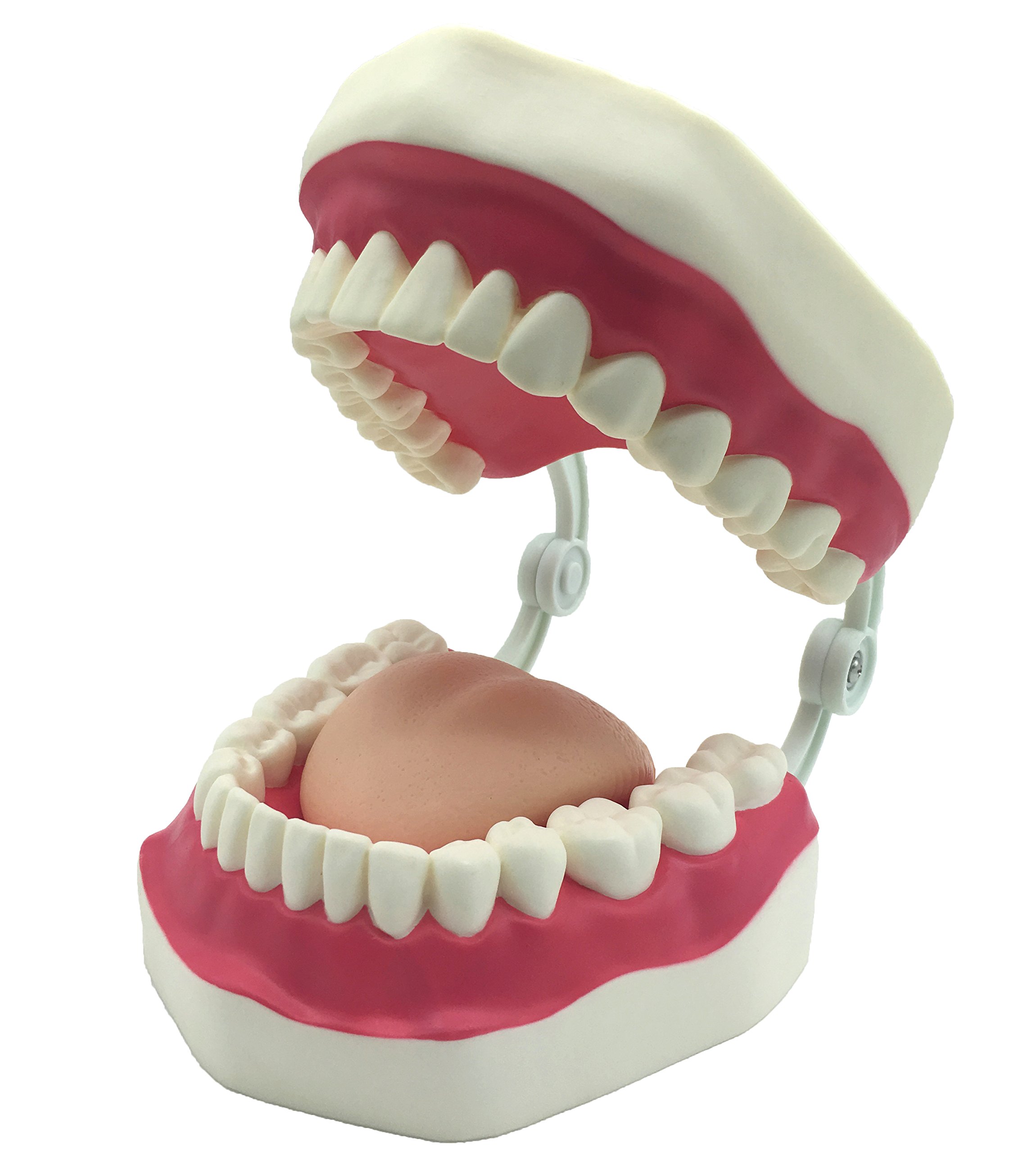 Dental Teeth Care Model with Toothbrush,32 Teeth,Kouber Human Anatomical Model,4"x 5" x 7"