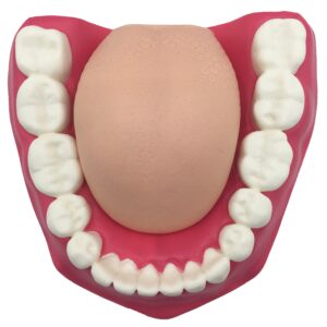 Dental Teeth Care Model with Toothbrush,32 Teeth,Kouber Human Anatomical Model,4"x 5" x 7"