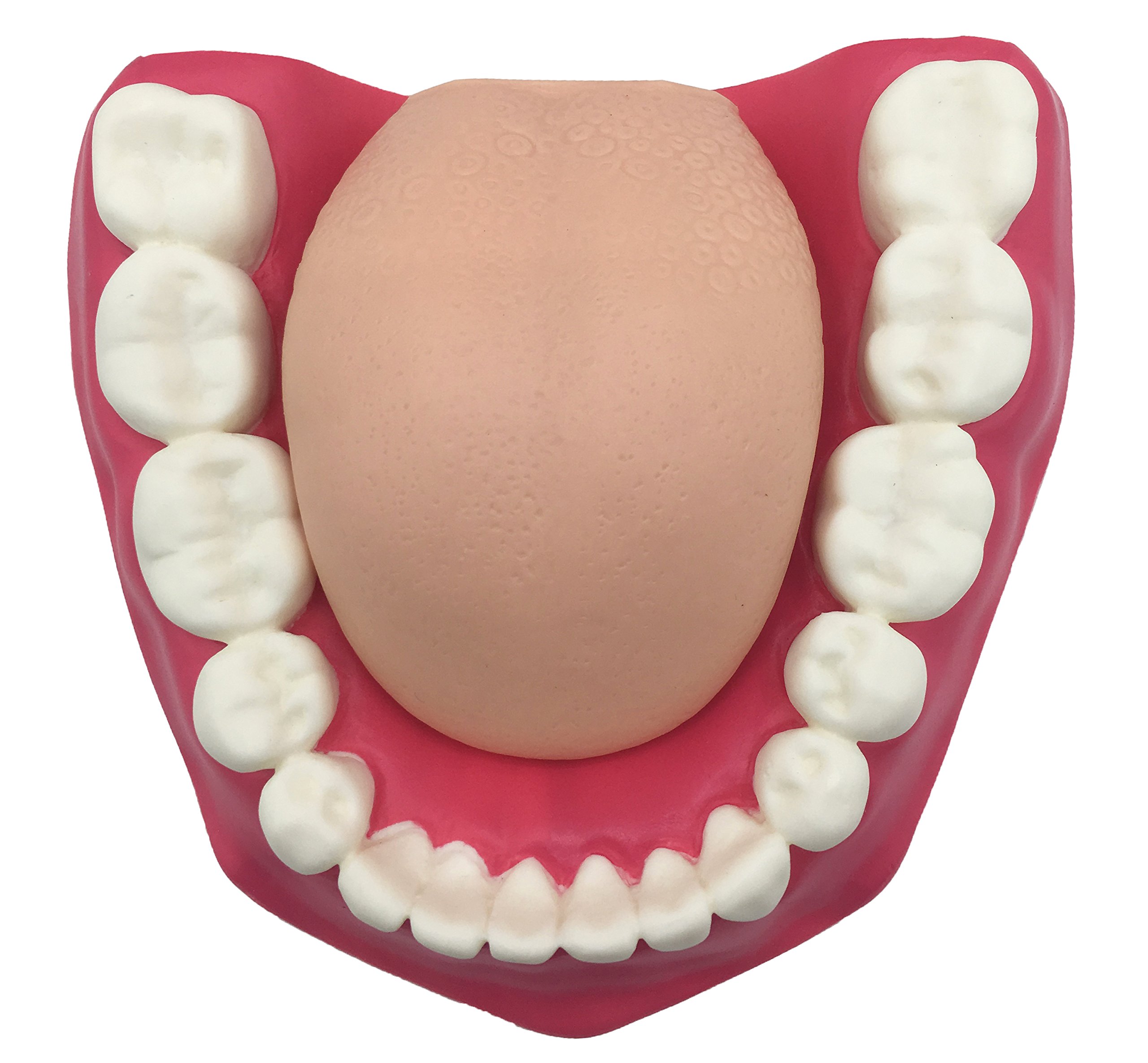 Dental Teeth Care Model with Toothbrush,32 Teeth,Kouber Human Anatomical Model,4"x 5" x 7"