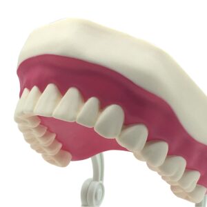 Dental Teeth Care Model with Toothbrush,32 Teeth,Kouber Human Anatomical Model,4"x 5" x 7"