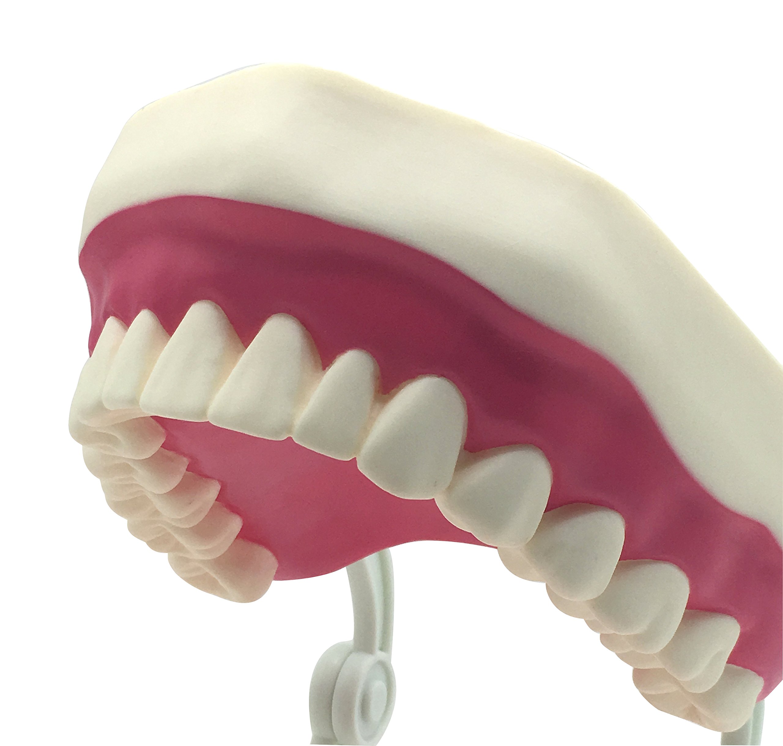 Dental Teeth Care Model with Toothbrush,32 Teeth,Kouber Human Anatomical Model,4"x 5" x 7"