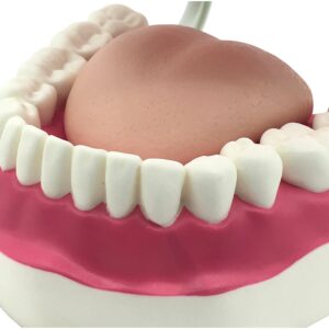 Dental Teeth Care Model with Toothbrush,32 Teeth,Kouber Human Anatomical Model,4"x 5" x 7"