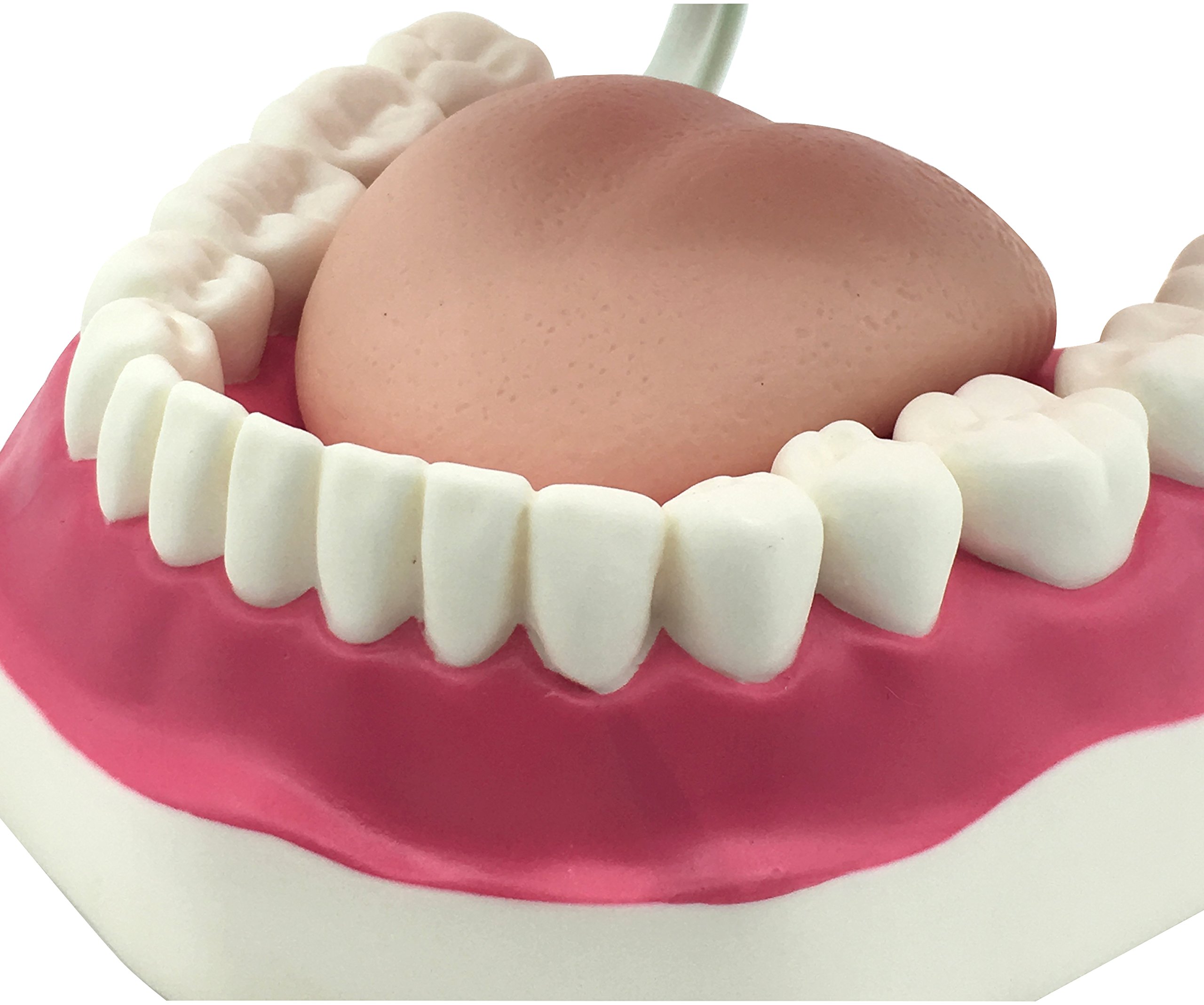 Dental Teeth Care Model with Toothbrush,32 Teeth,Kouber Human Anatomical Model,4"x 5" x 7"