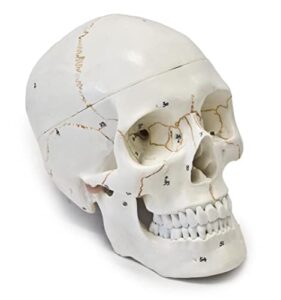 wellden medical anatomical human skull model, 3-part, numbered, life size