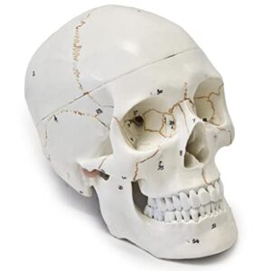 Wellden Medical Anatomical Human Skull Model, 3-Part, Numbered, Life Size