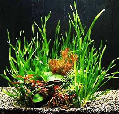 Greenpro Twisted Vallisneria Spiralis Torta Vallis | Americana Asiatica Val Potted Live Aquarium Water Plants Decorations Freshwater Fish Tank