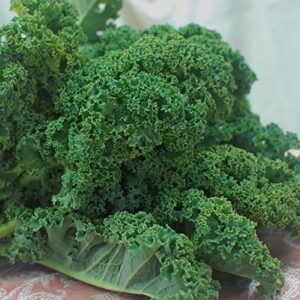 Curly Kale Seeds (100+ seeds) - Vates Blue Scotch Curled KALE - USA Grown Non-GMO