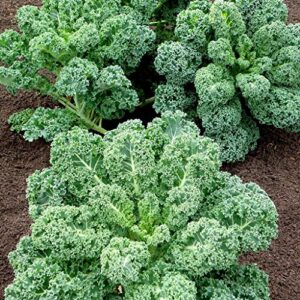 curly kale seeds (100+ seeds) - vates blue scotch curled kale - usa grown non-gmo