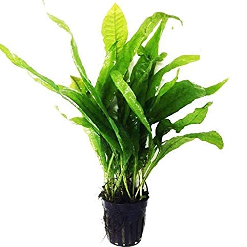 Greenpro Microsorum Pteropus Java Fern Tall Full Potted Live Aquarium Plants Decorations Freshwater Fish Tank