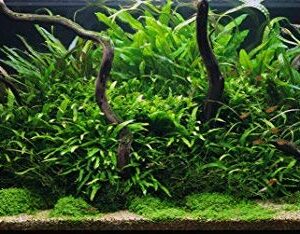 Greenpro Microsorum Pteropus Java Fern Tall Full Potted Live Aquarium Plants Decorations Freshwater Fish Tank