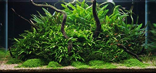 Greenpro Microsorum Pteropus Java Fern Tall Full Potted Live Aquarium Plants Decorations Freshwater Fish Tank