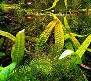 Greenpro Microsorum Pteropus Java Fern Tall Full Potted Live Aquarium Plants Decorations Freshwater Fish Tank