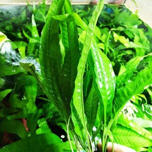 Greenpro Microsorum Pteropus Java Fern Tall Full Potted Live Aquarium Plants Decorations Freshwater Fish Tank