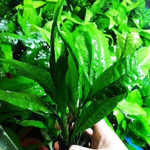 Greenpro Microsorum Pteropus Java Fern Tall Full Potted Live Aquarium Plants Decorations Freshwater Fish Tank