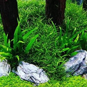 Greenpro Microsorum Pteropus Java Fern Tall Full Potted Live Aquarium Plants Decorations Freshwater Fish Tank