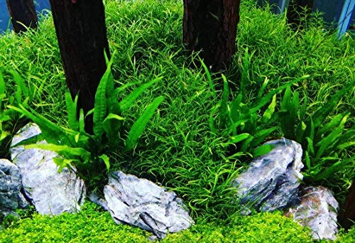 Greenpro Microsorum Pteropus Java Fern Tall Full Potted Live Aquarium Plants Decorations Freshwater Fish Tank