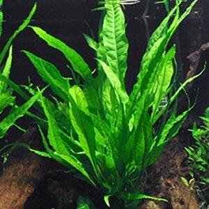 Java Fern and Anubias Bundle