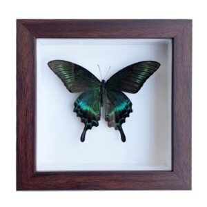 lucklovely rare real beautiful paris green swallowtail butterfly insect taxidermy framed mounted in red display