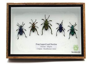 set 5 real frog legged leaf beetles sagra insect taxidermy set in box / 3d wooden frame (wooden box)