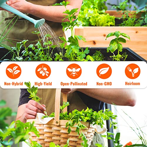 (12) Variety Pack Herb Garden Seeds | Basil, Cilantro, Parsley & More | ~4,000 Non GMO Heirloom Seeds | Survival Food for Survival Kits Gardening Gifts & Emergency Supplies by Open Seed Vault