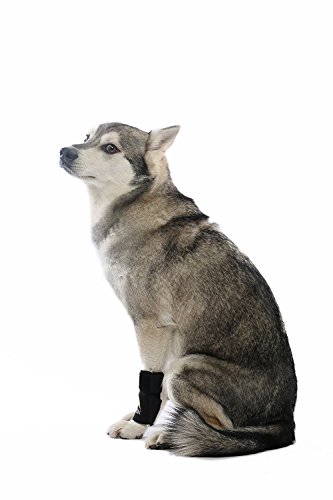 AGON® Dog Canine Front Leg Brace Paw Compression Wraps with Protects Wounds Brace Heals and Prevents Injuries and Sprains Helps with Loss of Stability Caused by Arthritis (Small/Medium)