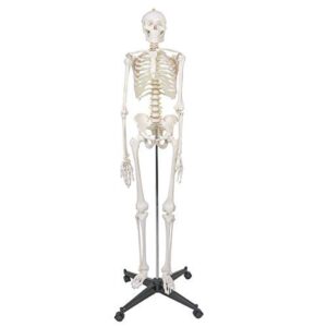 zeny life size 70.8" human anatomical anatomy skeleton model with stand, scientific anatomy human body model for study