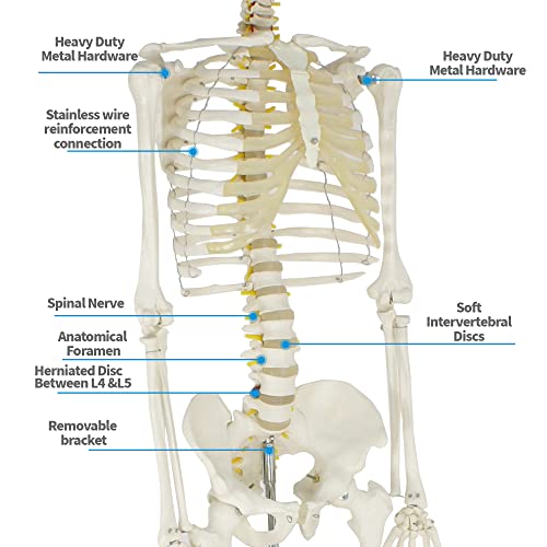 ZENY Life Size 70.8" Human Anatomical Anatomy Skeleton Model with Stand, Scientific Anatomy Human Body Model for Study