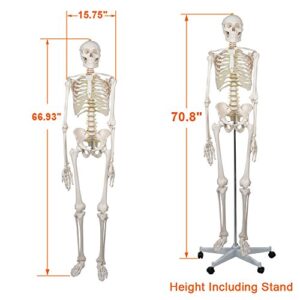 ZENY Life Size 70.8" Human Anatomical Anatomy Skeleton Model with Stand, Scientific Anatomy Human Body Model for Study