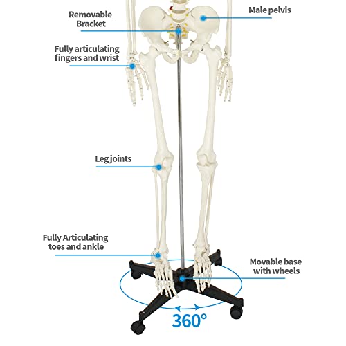 ZENY Life Size 70.8" Human Anatomical Anatomy Skeleton Model with Stand, Scientific Anatomy Human Body Model for Study