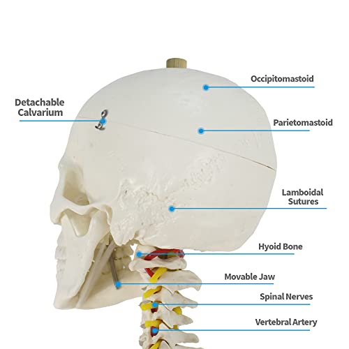 ZENY Life Size 70.8" Human Anatomical Anatomy Skeleton Model with Stand, Scientific Anatomy Human Body Model for Study