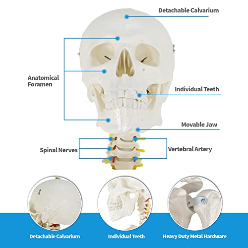 ZENY Life Size 70.8" Human Anatomical Anatomy Skeleton Model with Stand, Scientific Anatomy Human Body Model for Study