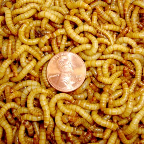 2000ct Live Mealworms, Pet Food for Reptile, Birds, and Fish, by DBDPet | Live Arrival is Guaranteed