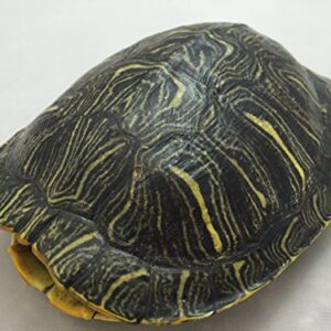 Red Ear Turtle Shell