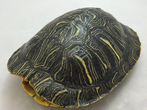 Red Ear Turtle Shell